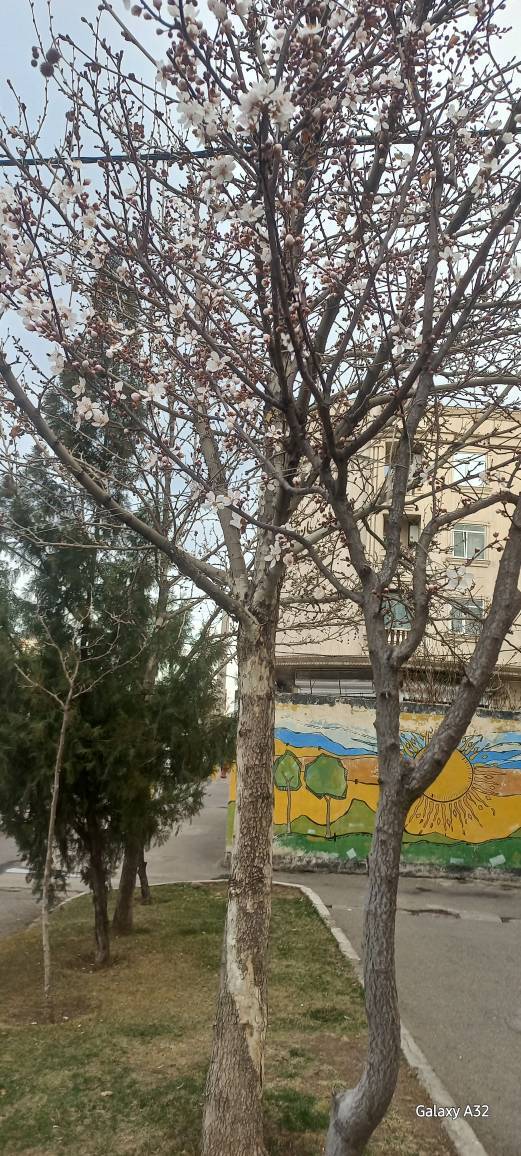 شکوفا شدن درختان شهر قزوین به وقت بهار