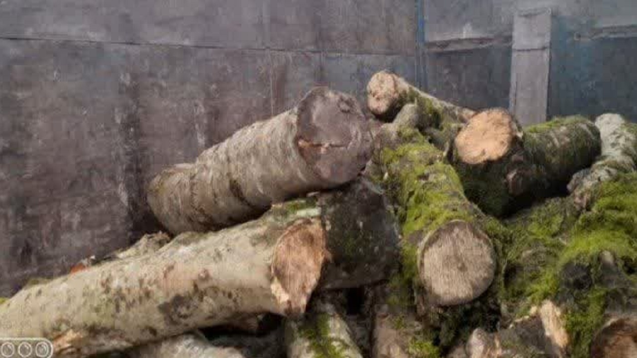 کشف ۳ تن چوب جنگلی قاچاق در کلاردشت