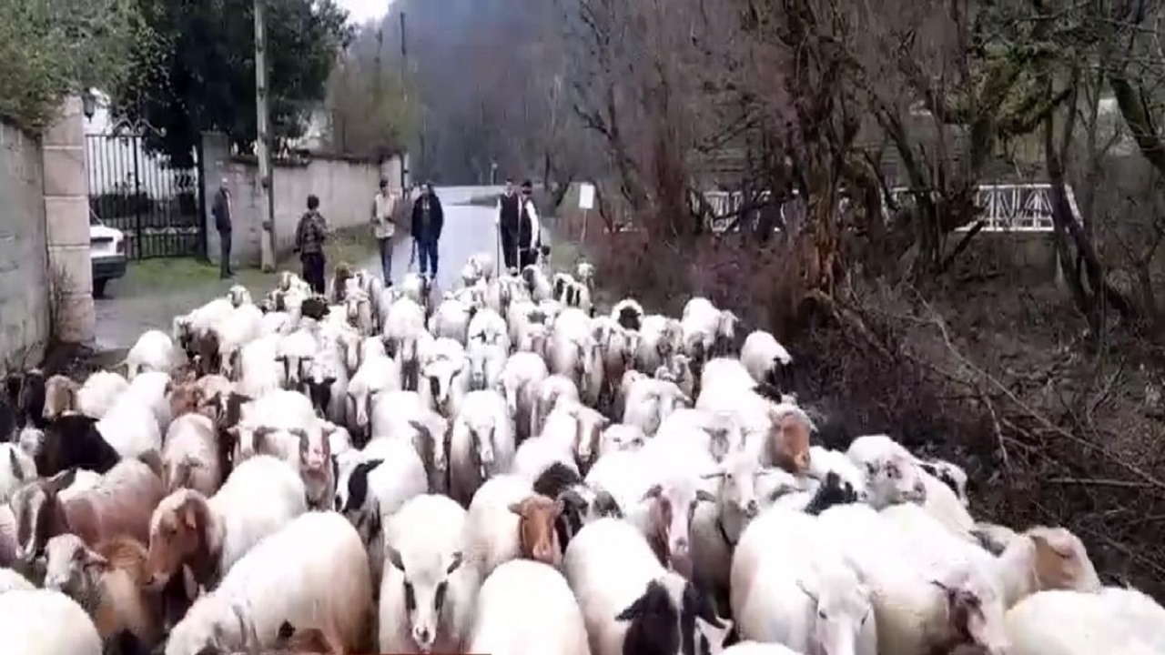 آغاز کوچ بهاره دامداران فومنی