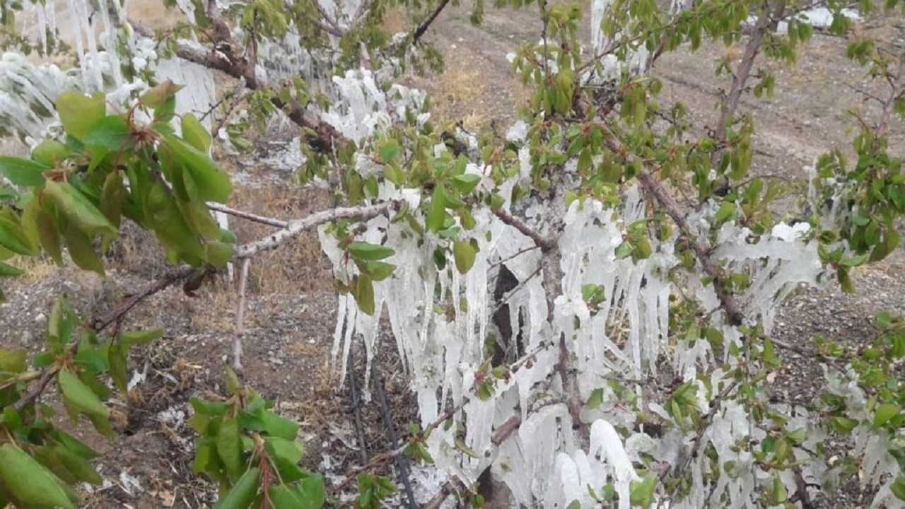 احتمال سرما‌زدگی باغات در پی برودت هوا