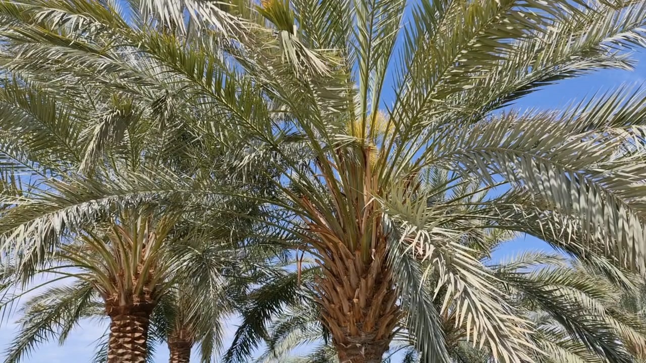 گل دهی درختان خرما در شهرستان خوروبیابانک