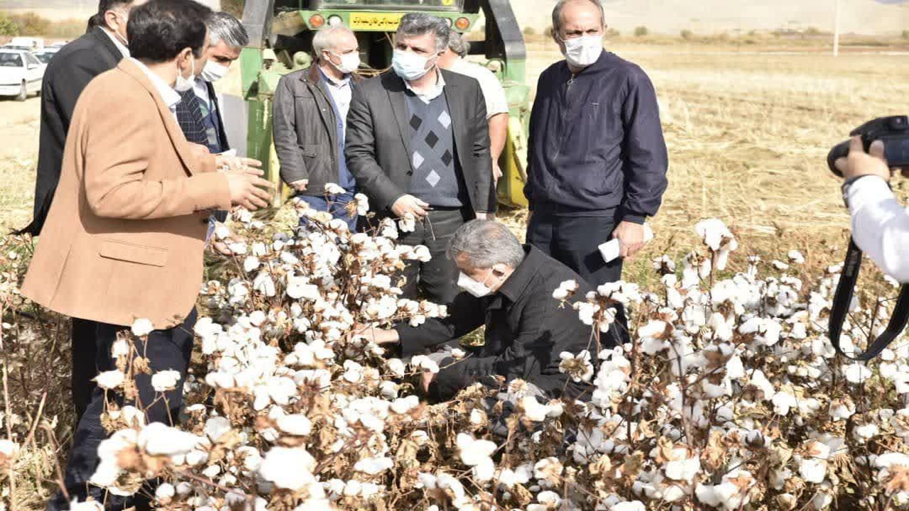 تأکید به موقع برای آفت زنگ زرد در مزارع گندم