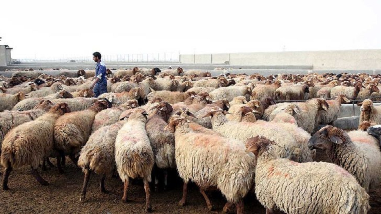 آغاز اقدامات اولیه برای پرورش ۱۰۰ هزار دام سبک در کشت و صنعت مغان