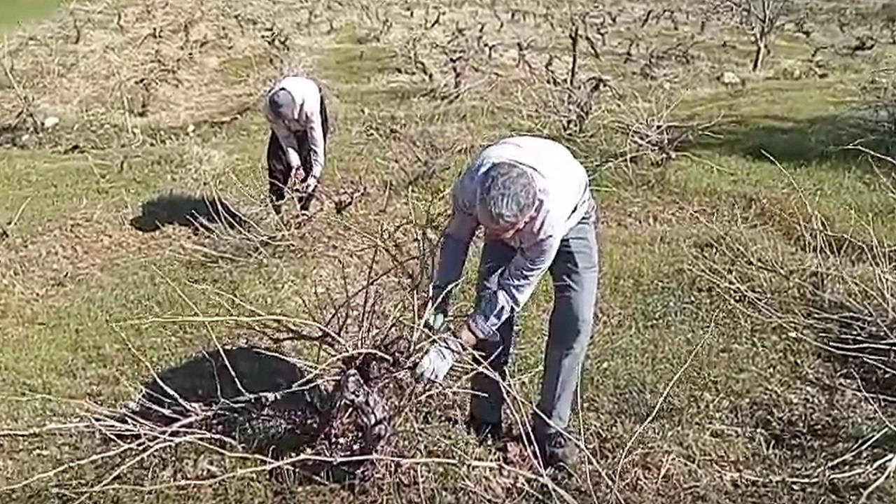 آغاز هرس درختان انگور روستای جغدان در فصل بهار + فیلم