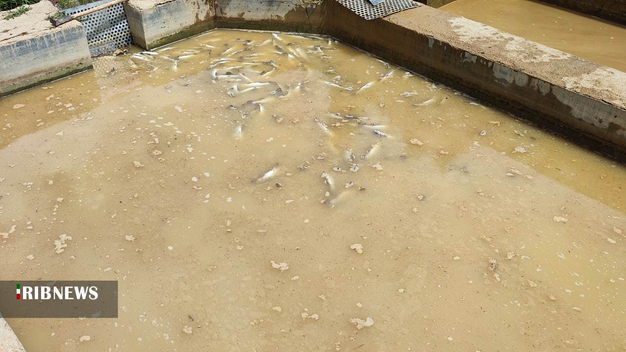 خسارت ۳ هزار میلیارد ریالی به مزارع پرورش ماهی کهگیلویه و بویراحمد