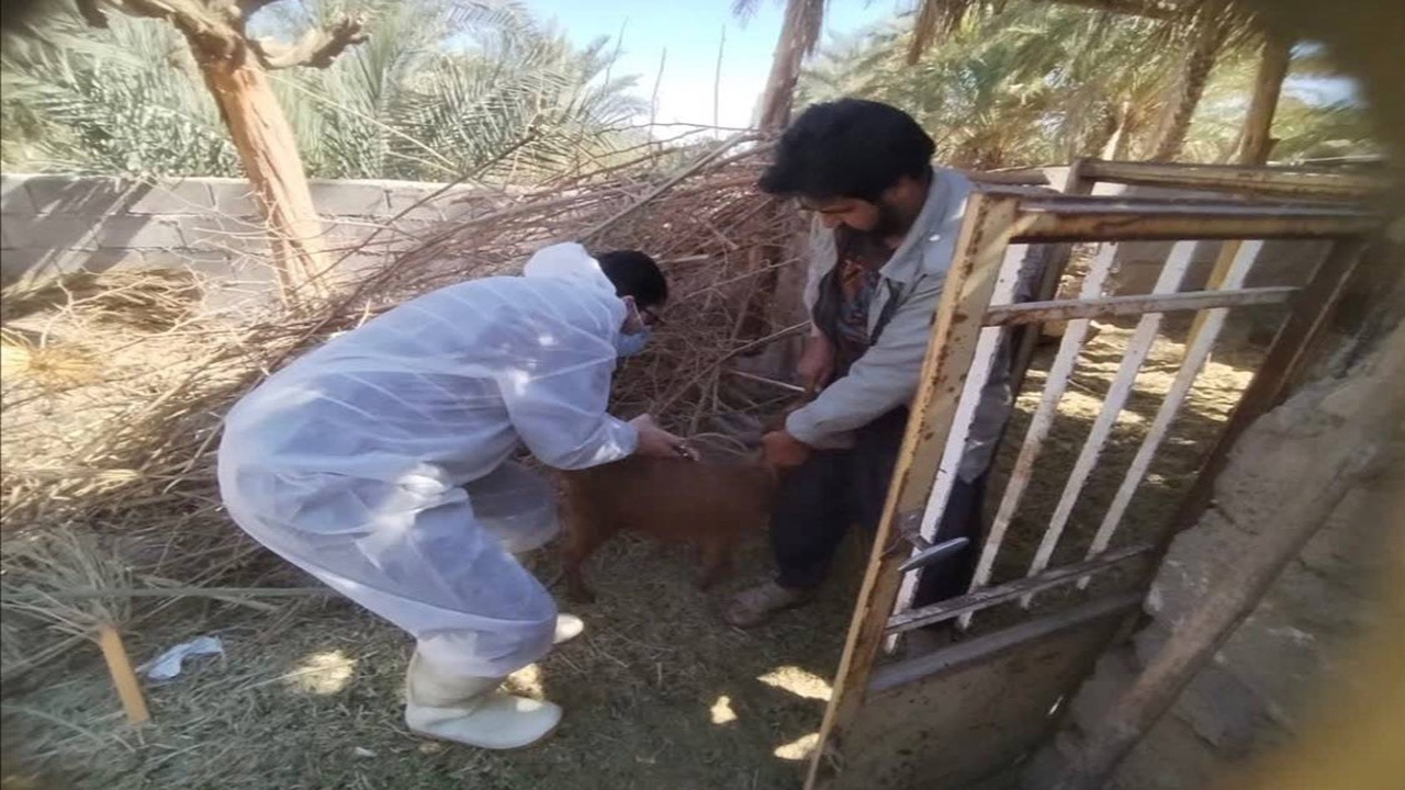 واکسیناسیون ۱۵۲ هزار راس دام علیه بیماری طاعون در کرمان