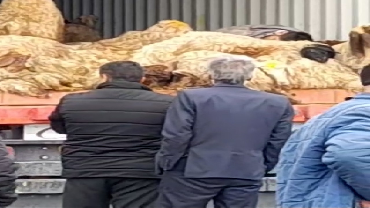 خفگی چوپان به همراه ۱۰۰ رأس گوسفند در تریلی