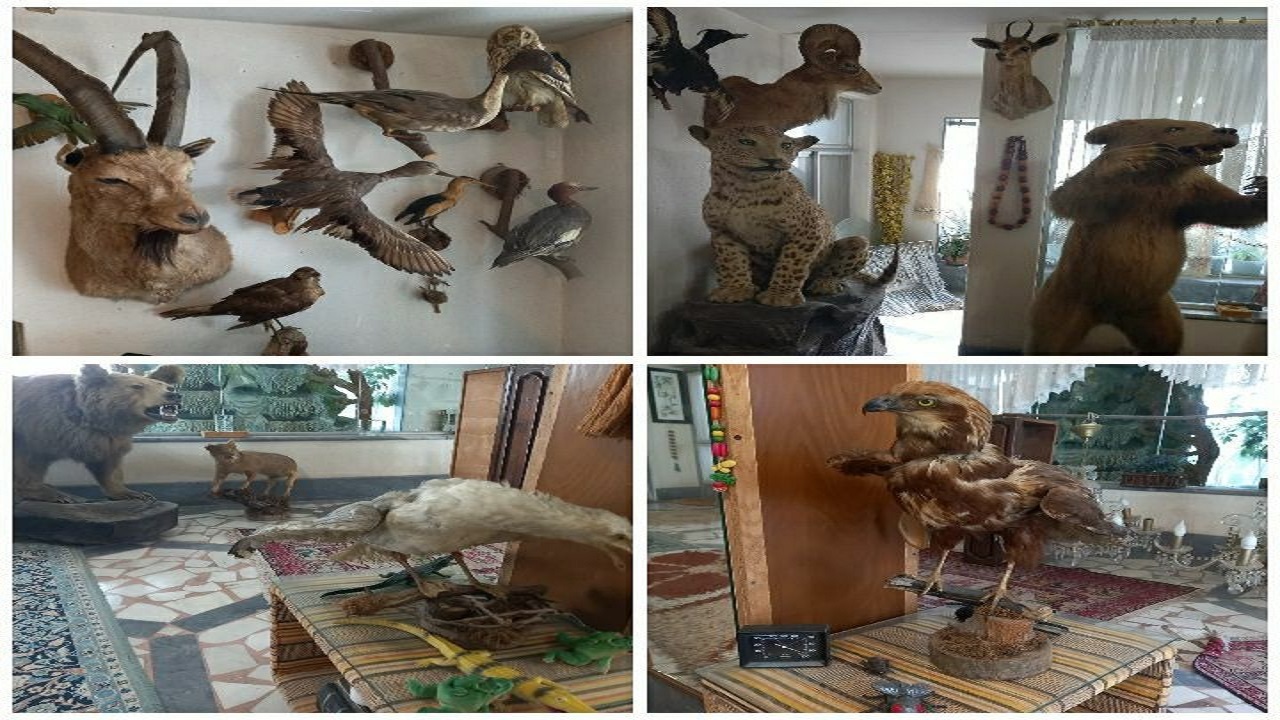 کشف حیوانات تاکسیدرمی شده در رشت