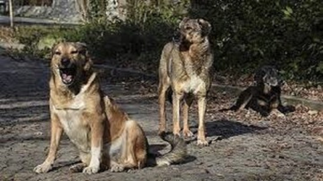 پیشگیری از بیماری هاری ارزان و قطعی است ؛ از تحریک سگ و گربه بپرهیزید