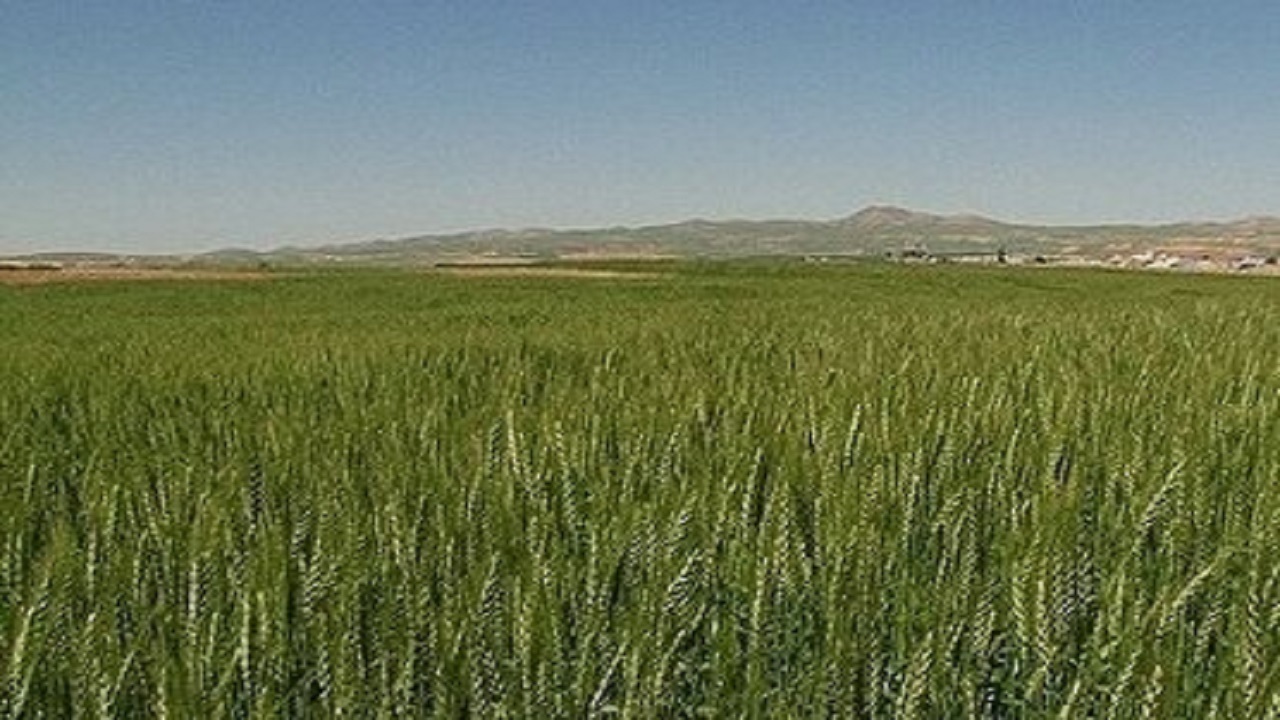 بررسی ۳ هزار و ۸۱۱ مورد درخواست متقاضیان صدور سند برای اراضی زراعی و باغی