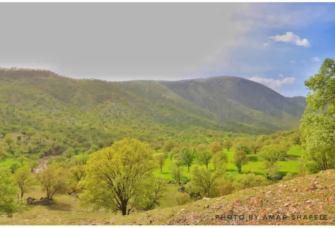 طبیعت سبز بهاری