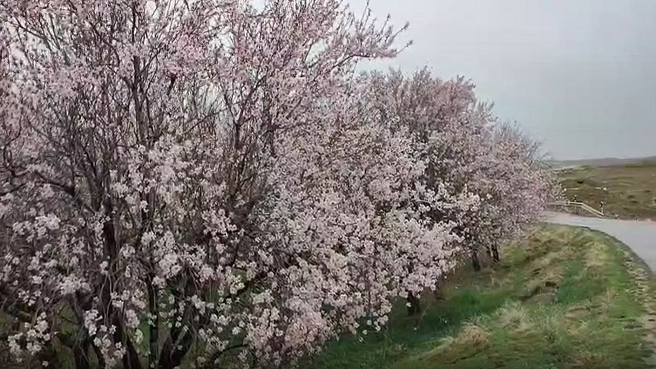 جلوه گری شکوفه‌های زود هنگام درختان بادام در روستای تکه + فیلم
