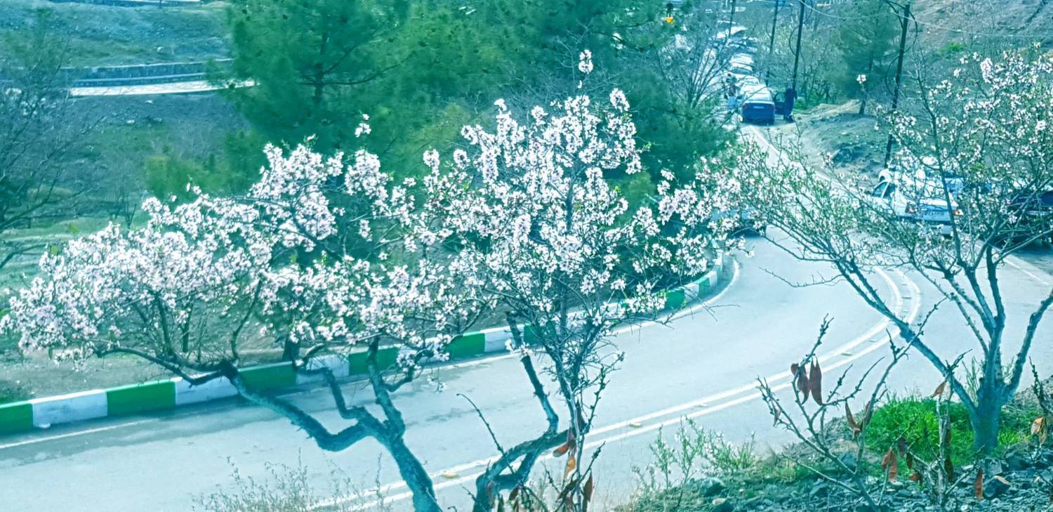 شکوفه های درختان شکوفه های درختان