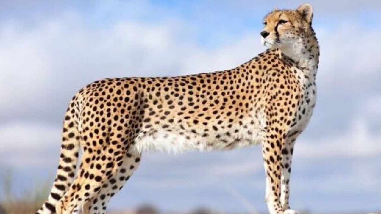 مشارکت بیش از۲۵۰ نفر در طرح مردمی حفاظت از یوز ایرانی در نوروز ۱۴۰۳