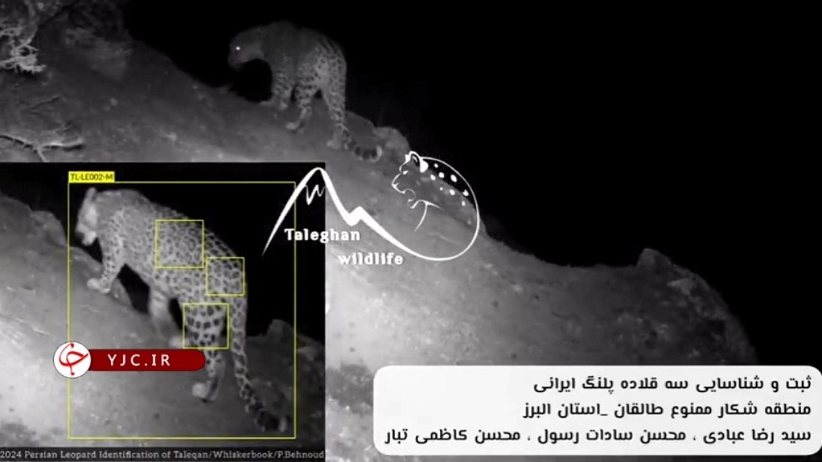 حمله پلنگ به یک منزل در اسفراین + فیلم