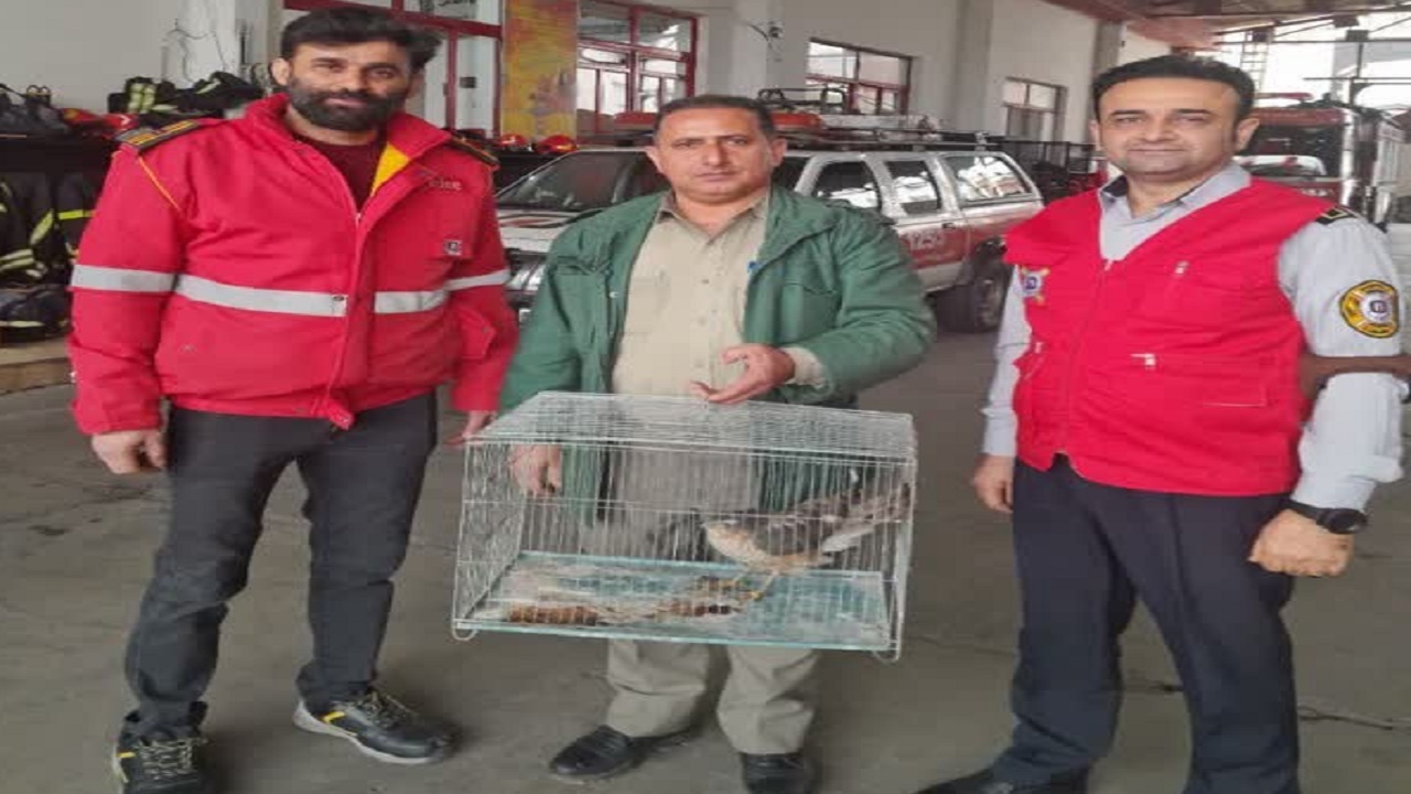تحویل ۲ پرنده شکاری توسط دوستداران حیات وحش مازندران