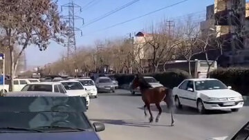 ماجرای عجیب اسب‌ های سرگردان در مشهد + فیلم