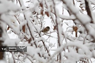 بارش اولین برف زمستانی در کرمان