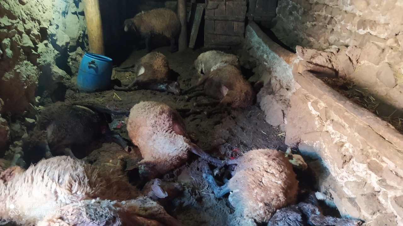 حمله بی رحمانه پلنگ به گوسفندان روستای زرآباد+ فیلم