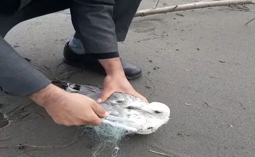 رهاسازی پرندگان در طبیعت گیلان&nbsp;