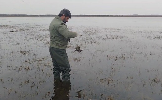 رهاسازی پرندگان در طبیعت گیلان&nbsp;