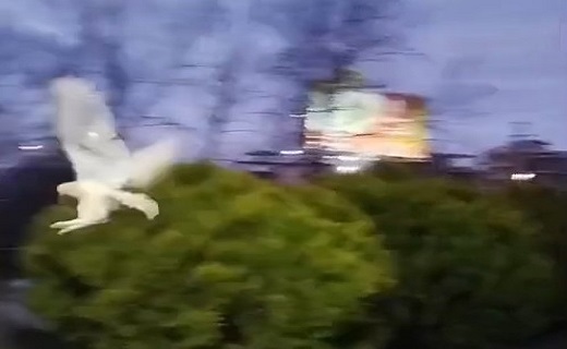 رهاسازی پرندگان در طبیعت گیلان&nbsp;