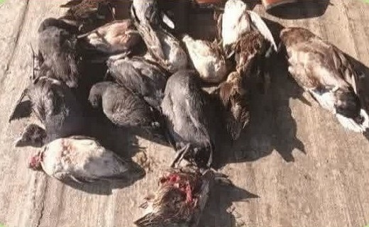 برخورد قانونی با شکارچیان غیرمجاز در گیلان
