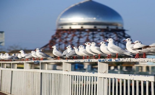 حفاظت از حیات وحش گیلان در فصل سرد زمستان