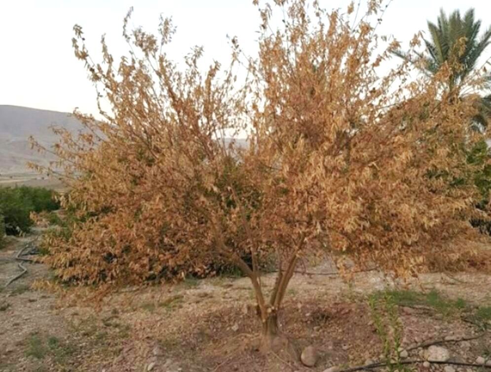 مصون ماندن مرکبات جنوب کرمان از بیماری زوال مرکبات