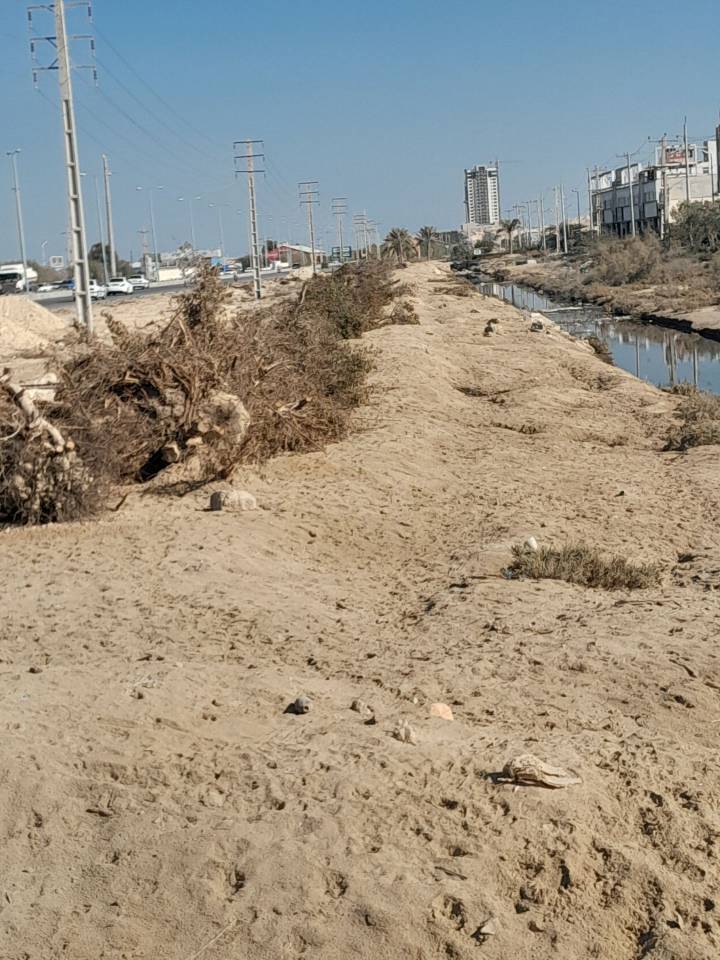 قطعی درختان