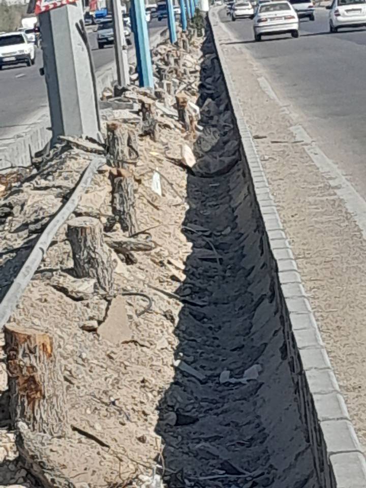 قطع درختان