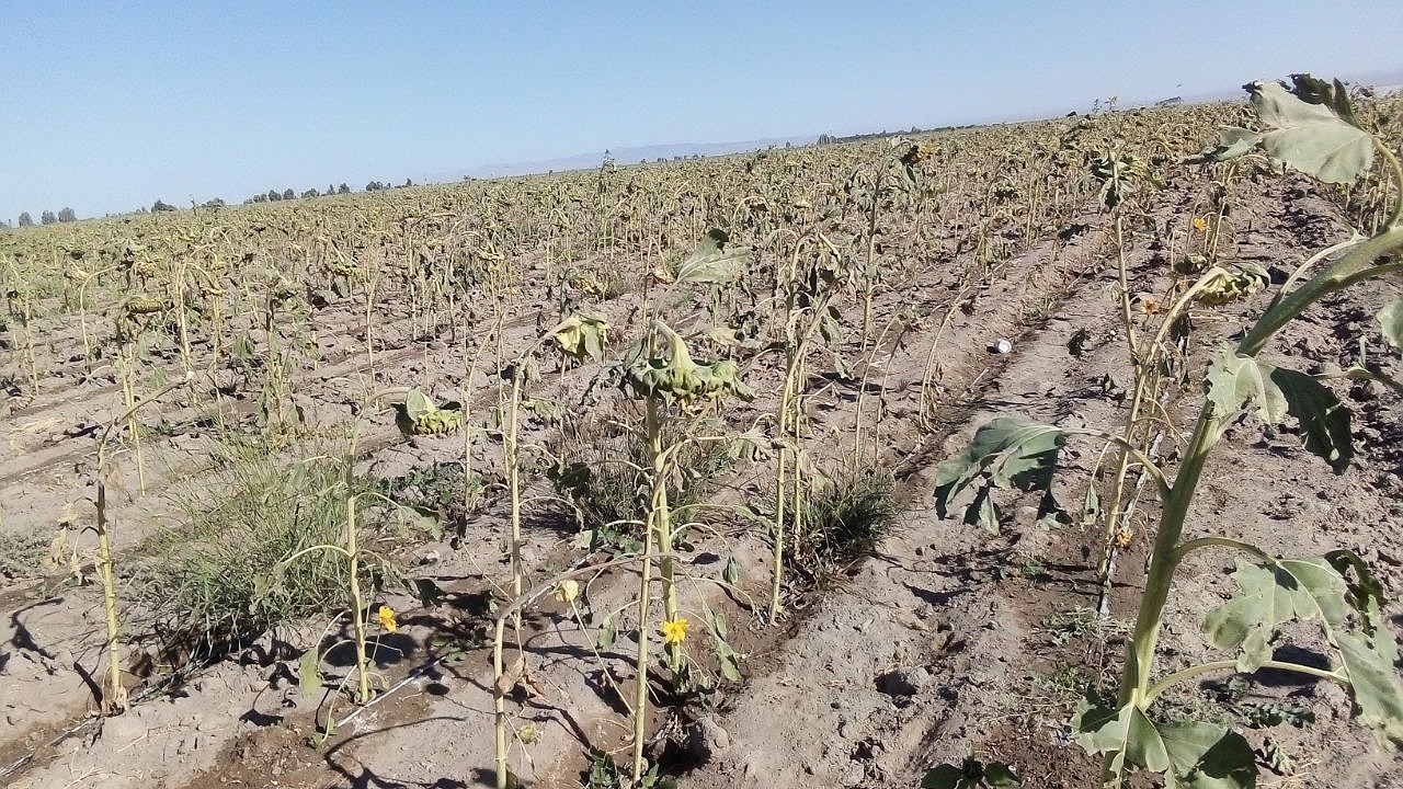 افزون بر ۸۳ میلیارد ریال خسارت تدوام سرمای شدید به کشاورزان بمپور