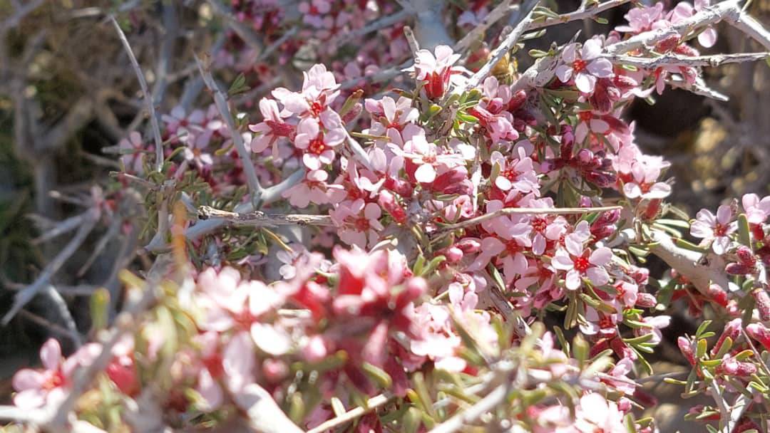 خودنمایی شکوفه های درختان تنگرس
