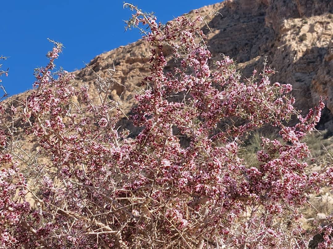 نمای زیبا از شکوفه های درختان