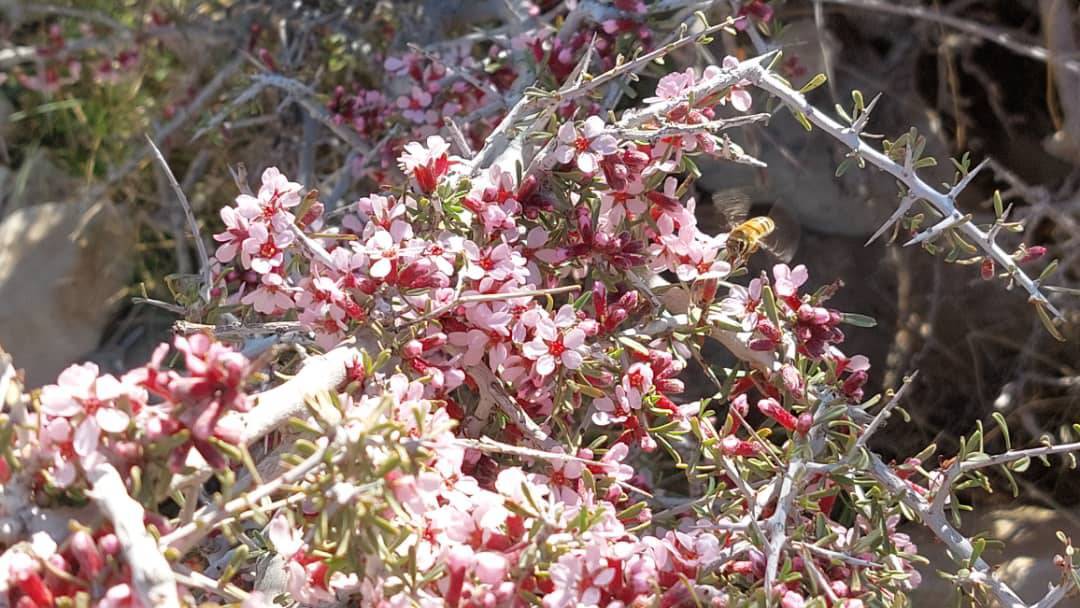 نمای زیبا از شکوفه های بهاری