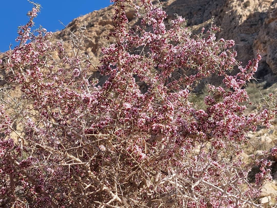 خودنمایی درختان تنگرس در منطقه الیف