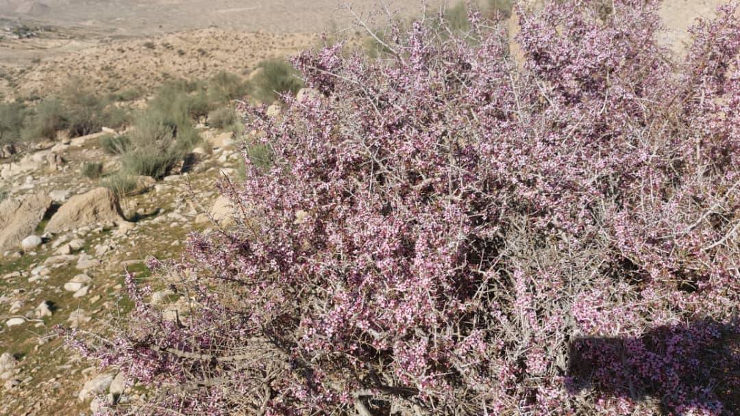شکوفه های بهاری