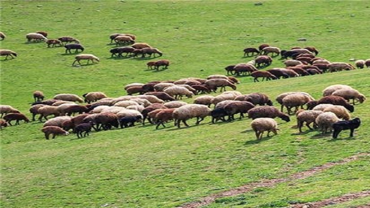 اجرای طرح سرشماری دام ها در اسکو