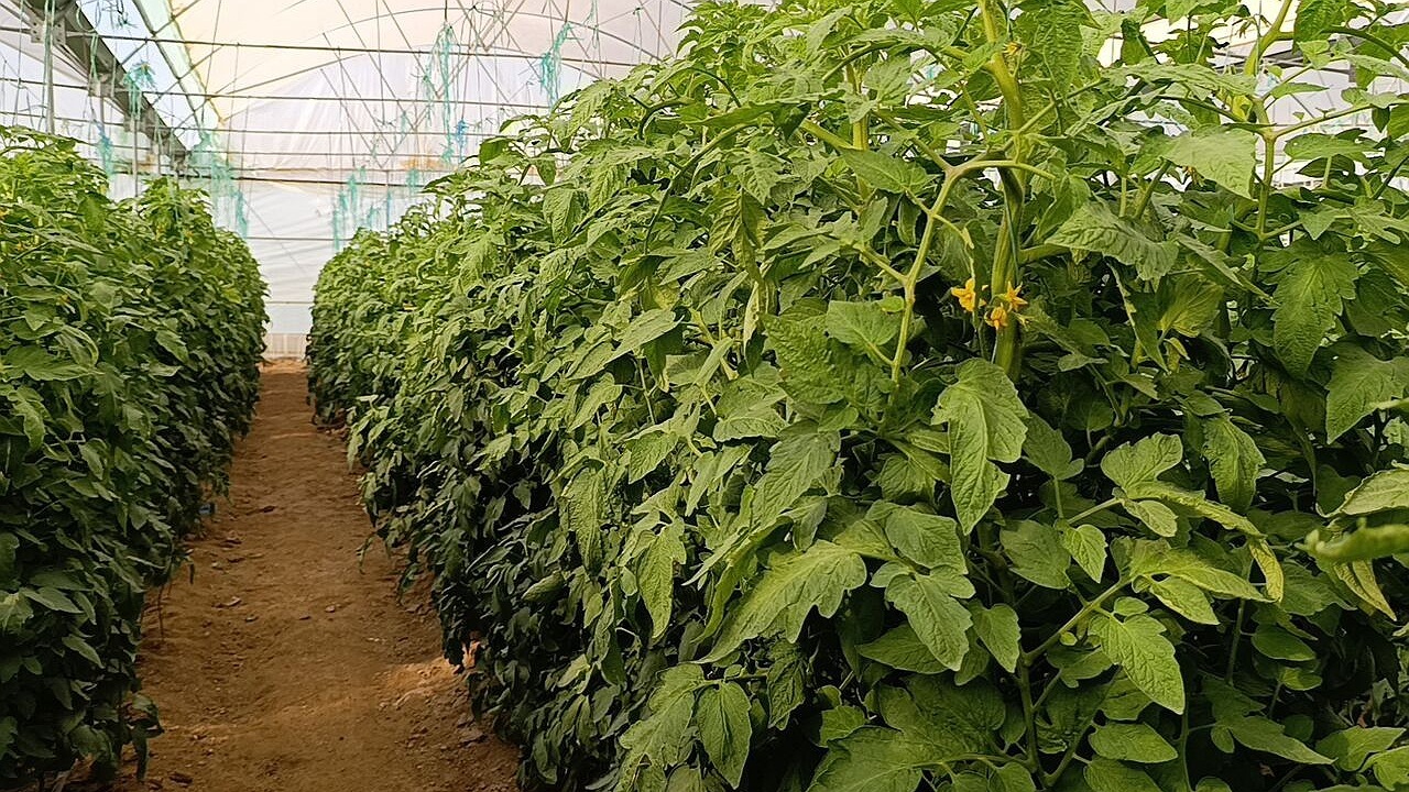برداشت محصولات گلخانه‌ای در سیستان و بلوچستان از مرز ۸۰ هزار تن فراتر رفت