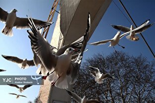 کاکایی‌ها میهمانان زمستانی مازندران