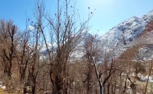 طبیعت زمستانی کلاته میرشاه + تصاویر