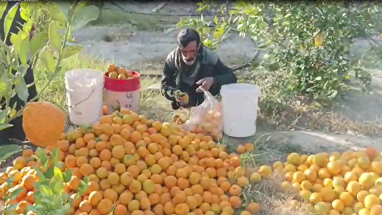 پرتقال کوهستان بشاگرد + فیلم