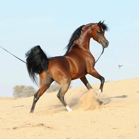 شوشتر میزبان مسابقات ملی زیبایی اسب اصیل عرب شد