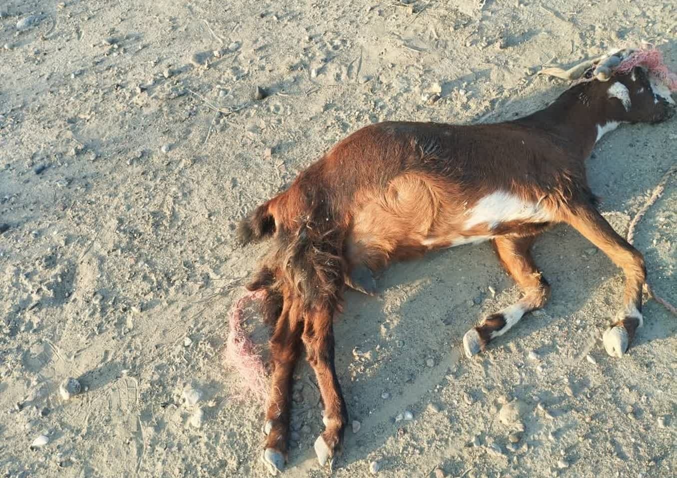 تلف شدن دام های روستای پتروکی جاسک/علت مسمومیت + فیلم