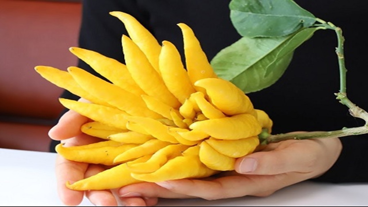 خواص شگفت‌انگیز یک میوه ناشناخته + فیلم