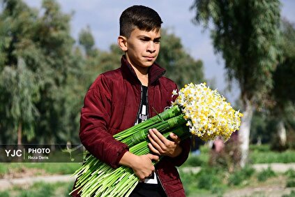 برداشت گل نرگس در بهبهان