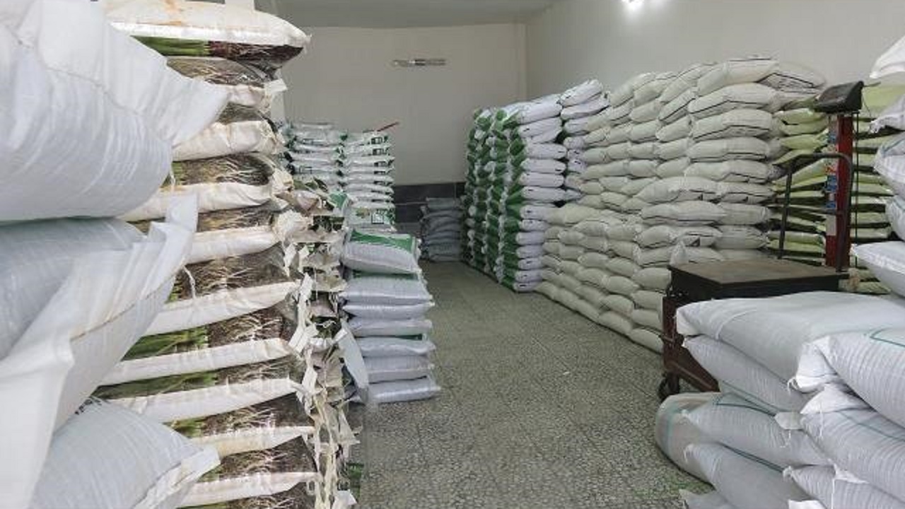 تامین بذر شلتوک اصلاح شده برای برنجکاران مازندران