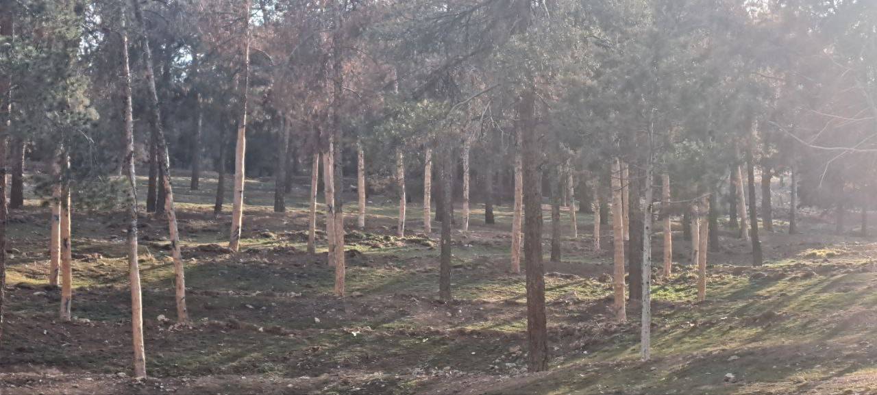 گلایه گردشگران بوستان جنگلی حال حصار