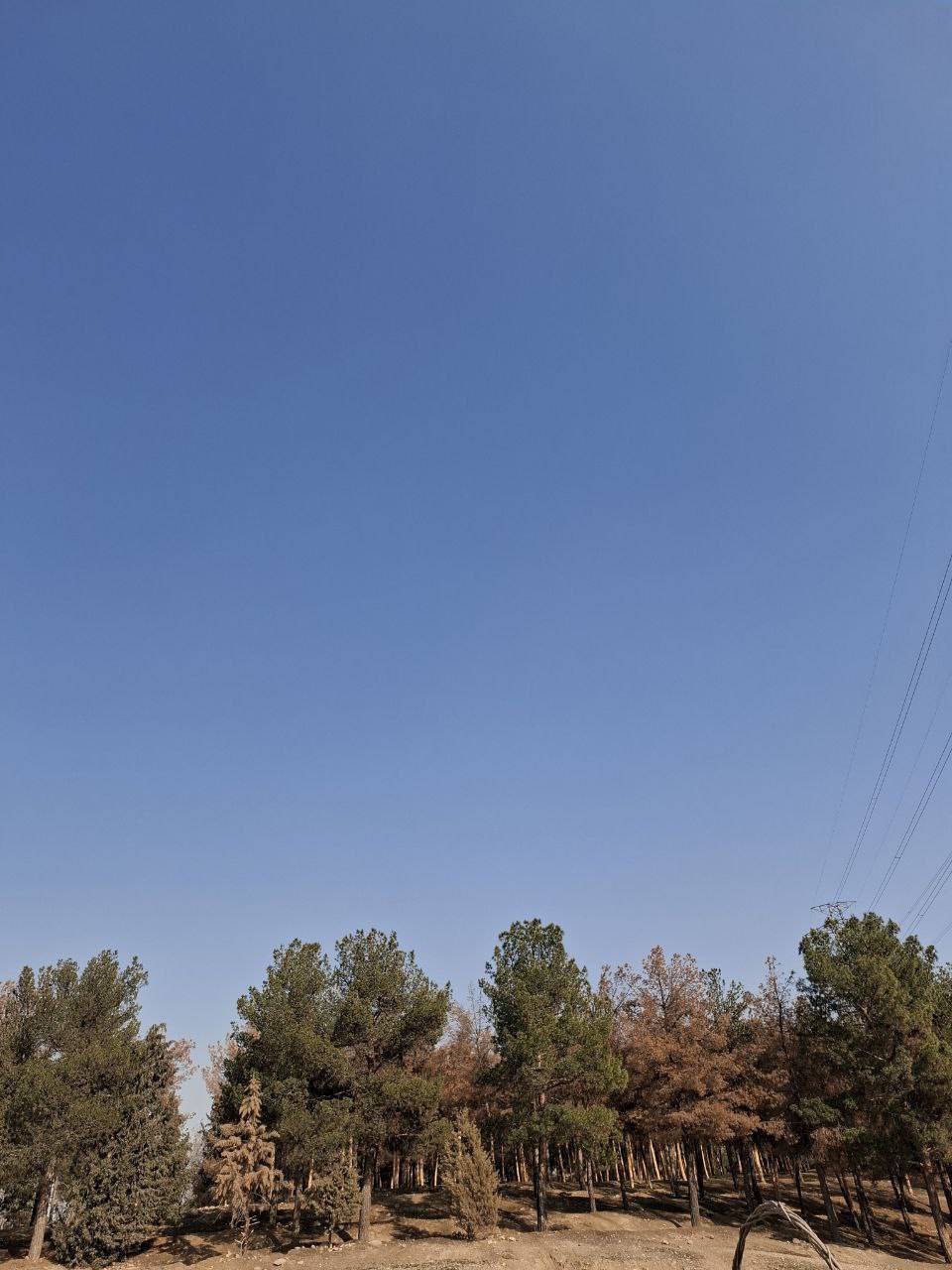کنده شدن درختان کاج در بوستان سرخه حصار