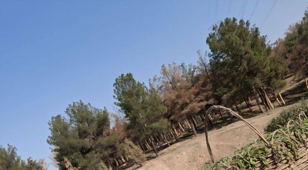 کنده شدن درختان کاج
